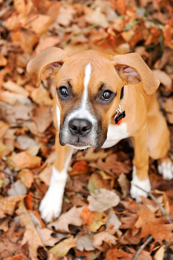 Camouflaged boxer Photograph by Kelley Nelson