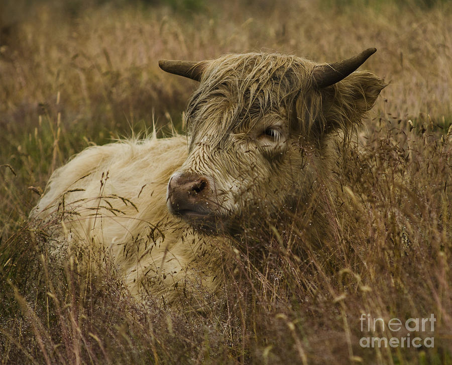 Camouflaged Cow Photograph by Linsey Williams