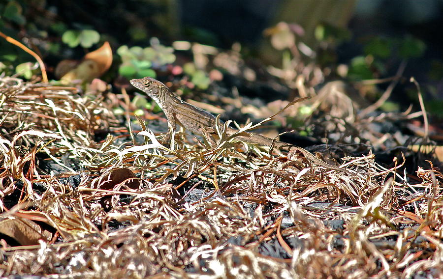 Camouflaged Lizard Photograph by Cyril Maza