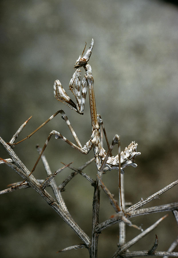 Camouflaged Mantis Photograph by Perennou Nuridsany