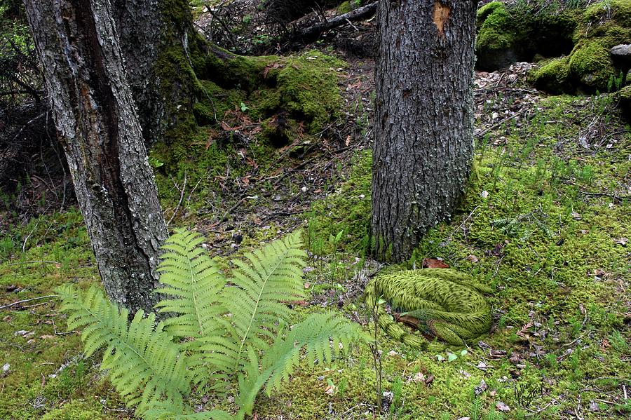 Camouflaged Mei Long Dinosaur Photograph by Julius T Csotonyi/science ...