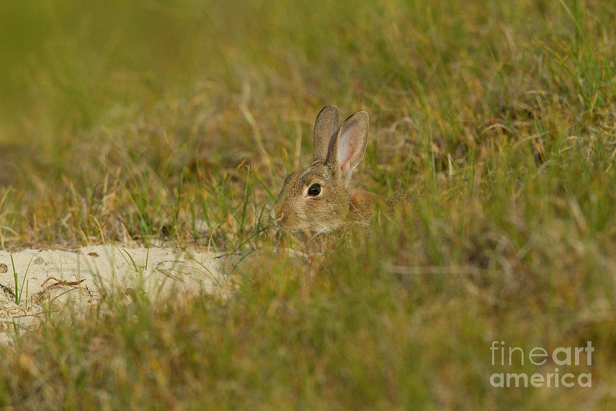 Camouflaged Rabbit Photograph by Helmut Pieper