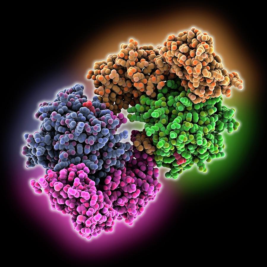 Camp-dependent Protein Kinase Molecule Photograph by Laguna Design