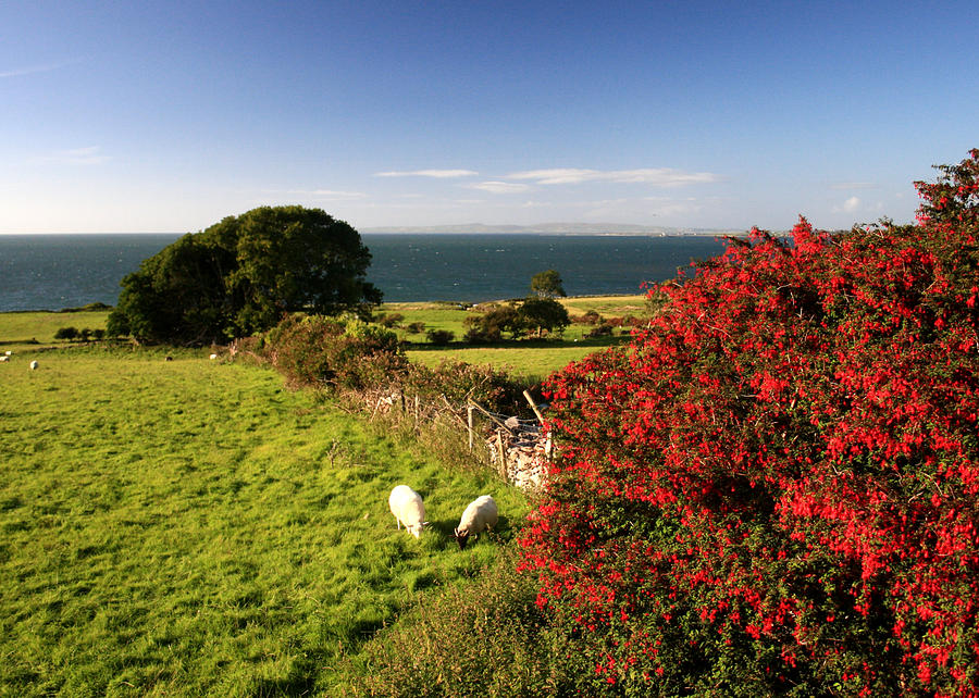 Sheep Photograph - Camp Fuschia by Mark Callanan