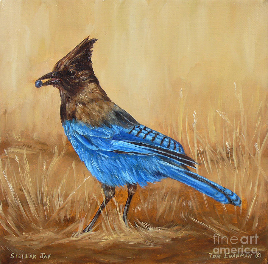 Camp Robber Stellers Jay Painting by Tom Chapman