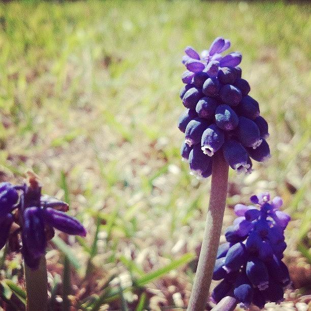 Spring Photograph - Campanas Azules #flowers #flores by Santiago Munoz