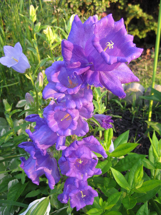 Campanella Bell Flower In The Golden Hour Photograph by Elisabeth Ann ...