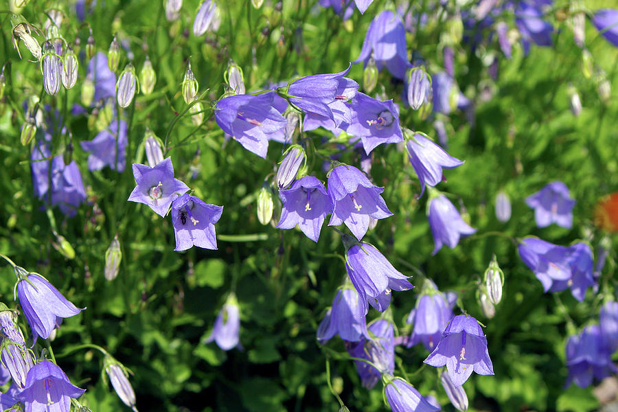 Campanula Cochlearifolia blue Baby Photograph by Neil Joy/science Photo Library