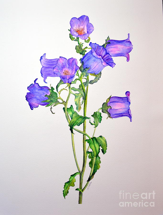 Flower Painting - Campanula by Dion Dior