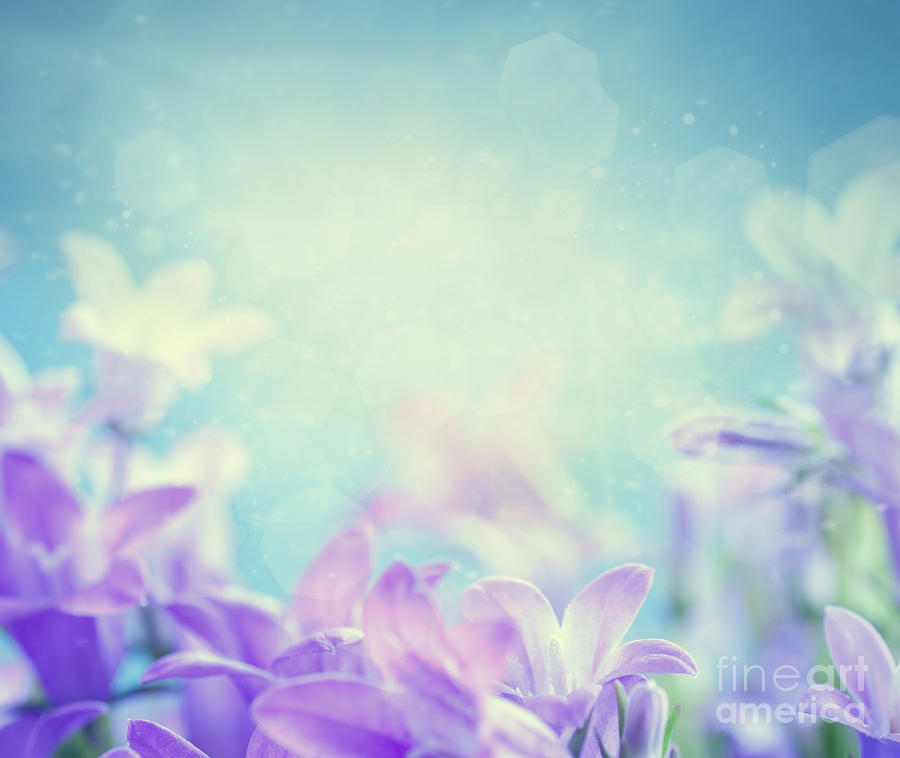Abstract Photograph - Campanula floral background by Mythja Photography