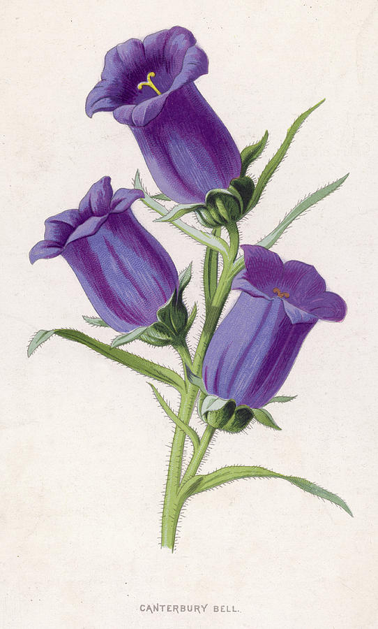 Campanula Medium Also Known Drawing by Mary Evans Picture Library Pixels Campanula Medium Also Known Drawing by Mary Evans Picture Library Pixels