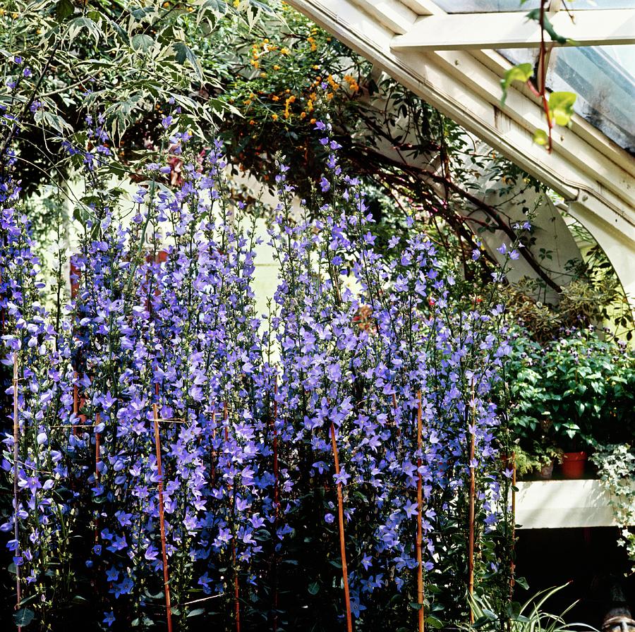 Колокольчик пирамидальный (Campanula pyramidalis)