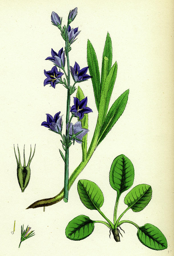 Campanula Rapunculus Rampion Bell-flower Drawing by English School ...