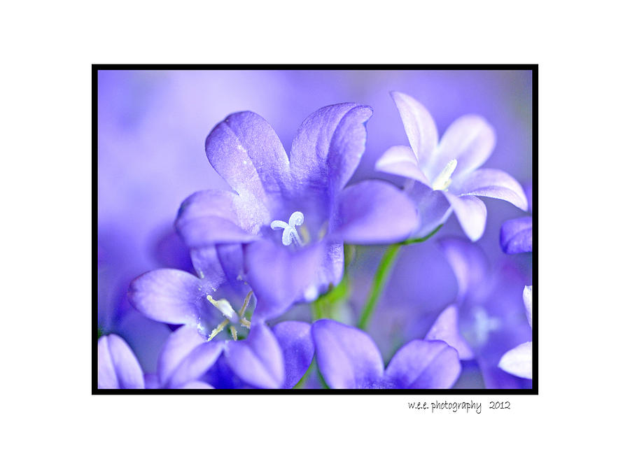 Campanula Photograph by Wendy Elliott