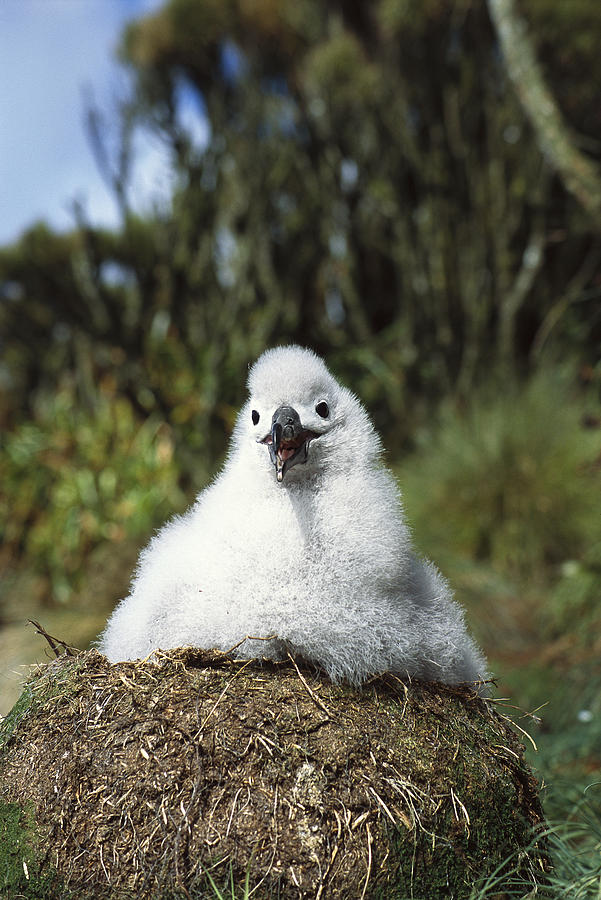 Campbell Albatross Chick On Nest Photograph by Tui De Roy
