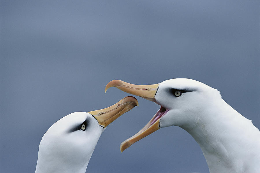 Campbell Albatross Courtship  Campbell Photograph by Tui De Roy
