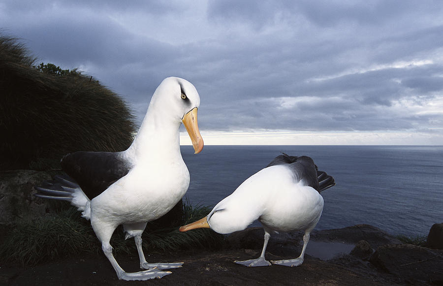 Campbell Albatross Courtship Dance Photograph by Tui De Roy