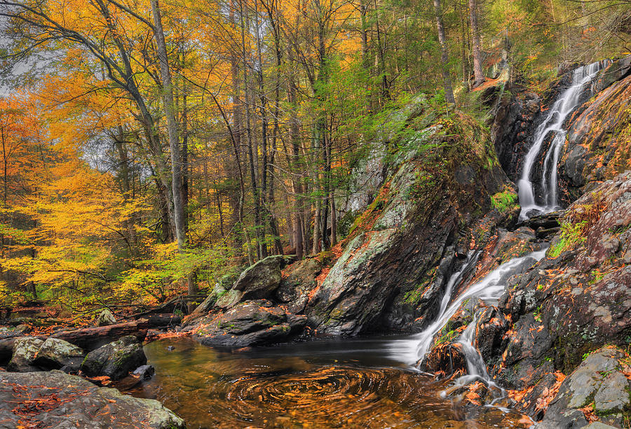 Forest Landscape Photograph - Campbell Falls Autumn by Bill Wakeley