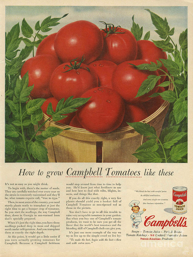 1950s Drawing - Campbells  1950s Usa Campbells by The Advertising Archives