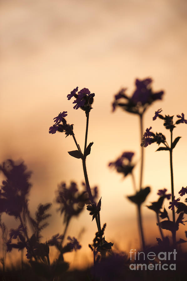 Abstract Photograph - Campion Silhouettes by Anne Gilbert