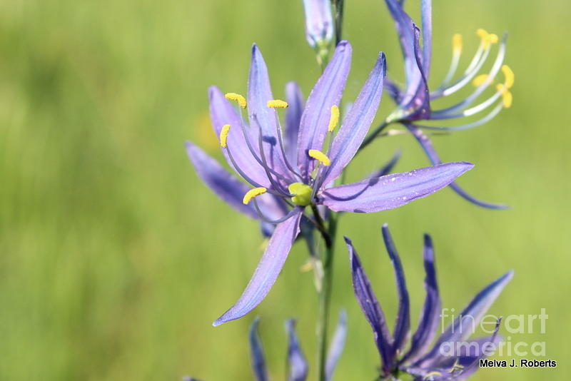 Camus flower Photograph by Melva Roberts - Fine Art America