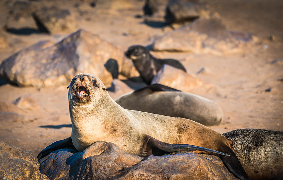 Can I Get Some Service Here - Fur Seal Photograph Photograph by Duane Miller