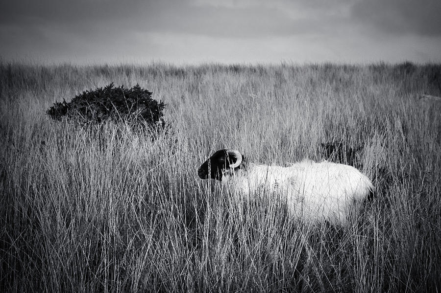 Sheep Photograph - Can They See Me? by Mark Callanan