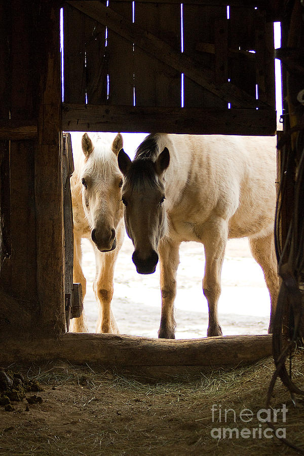 Horse Photograph - Can We Come In by Nikole Morgan