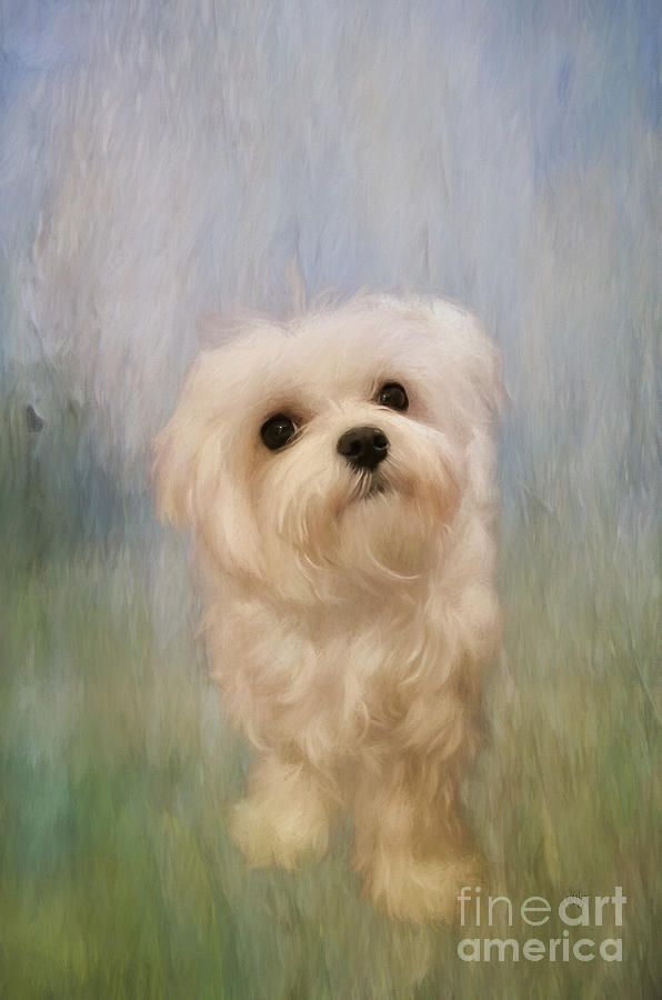 Dog Digital Art - Can We Play Now by Lois Bryan