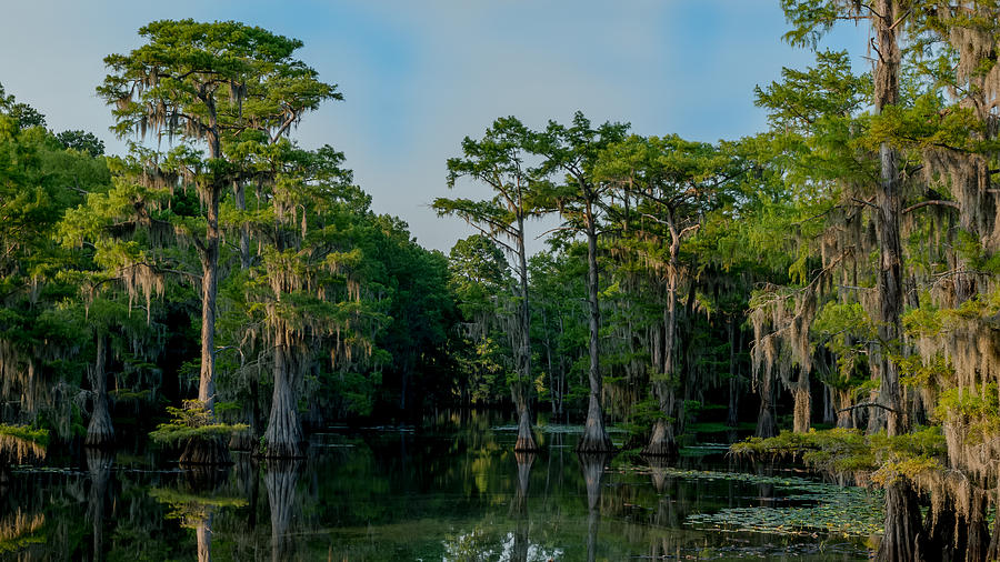 Caddo Lake Photograph - Can you find the channel by Geoff Mckay