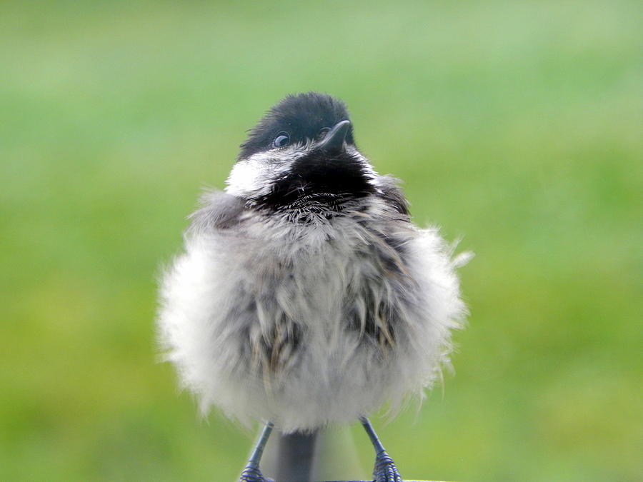 Chickadee Photograph - Close Encounters of the Bird Kind by Karen Cook