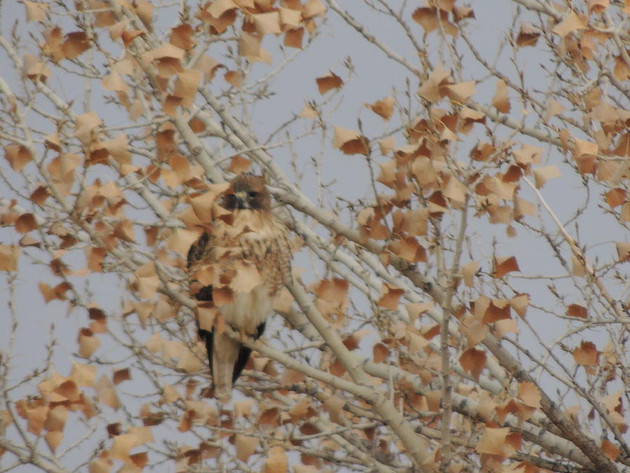 Hawk Photograph - Can you see me by Kyla Heath