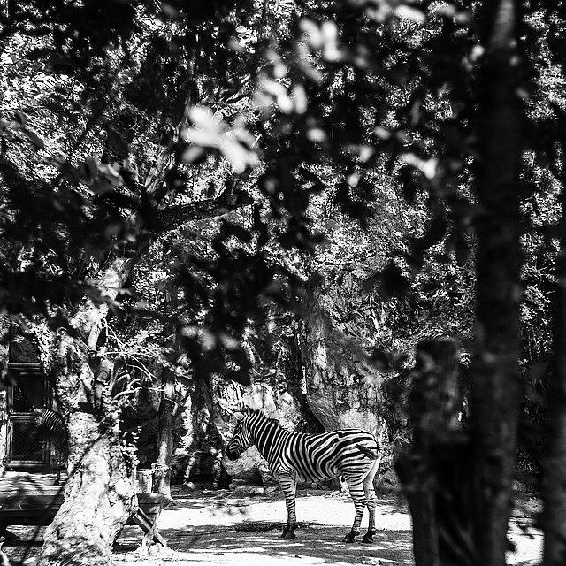 Zebra Photograph - Can You Spot It? ; ) by Aleck Cartwright