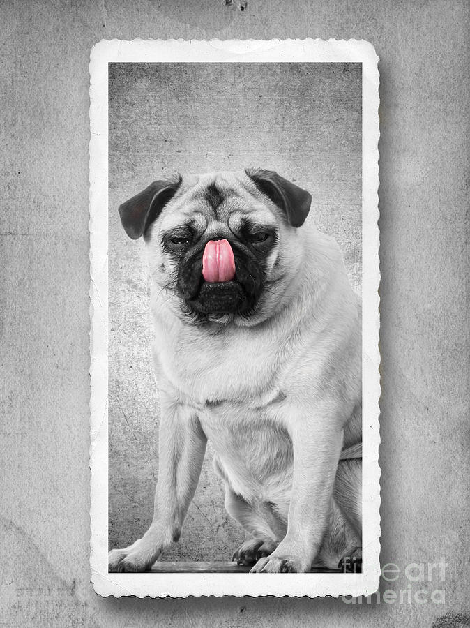 Pug Photograph - Can you touch your nose with your tongue by Edward Fielding