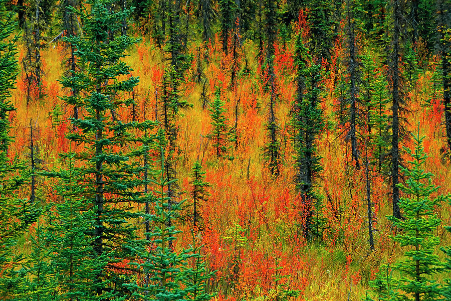 Alberta Photograph - Canada, Alberta Autumn In A Meadow by Jaynes Gallery Alberta Photograph - Canada, Alberta Autumn In A Meadow by Jaynes Gallery