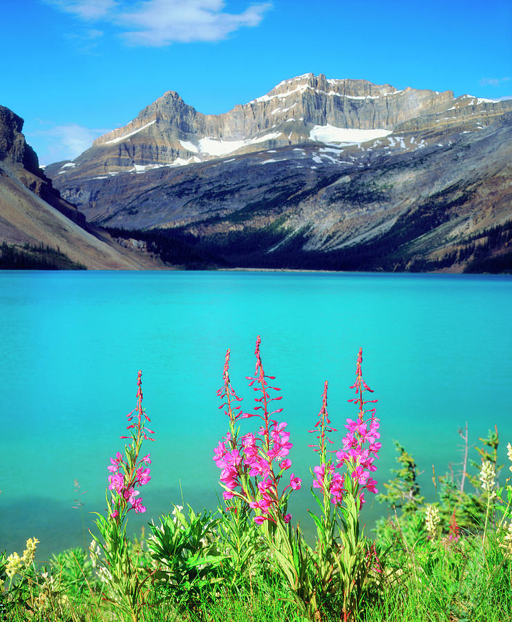 Banff National Park Photograph - Canada, Alberta, Fireweed Wildflowers by Jaynes Gallery