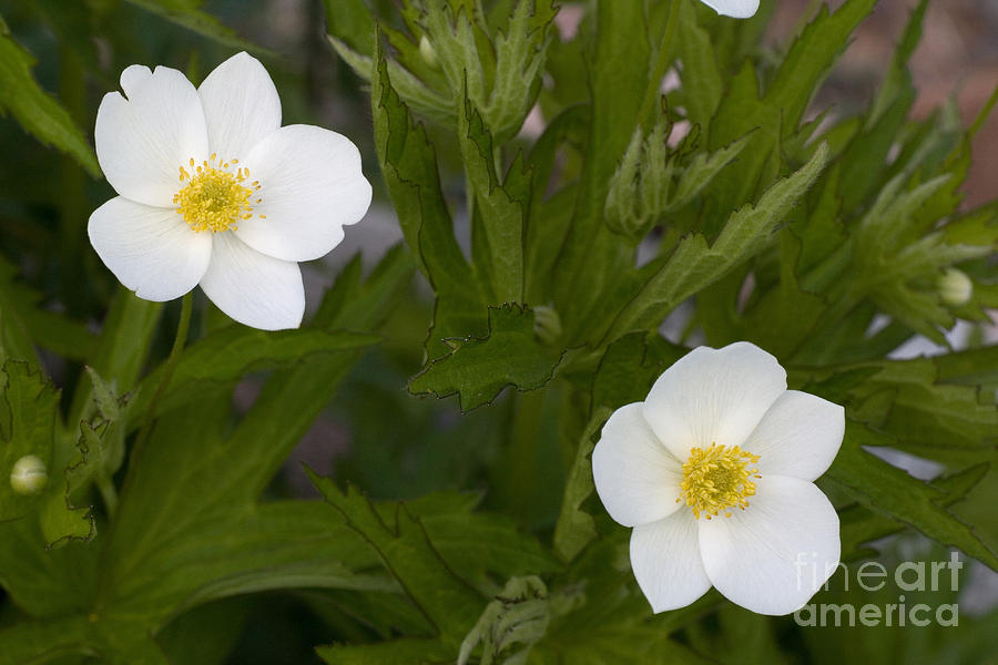 Canada Anemone Photograph by Linda Freshwaters Arndt