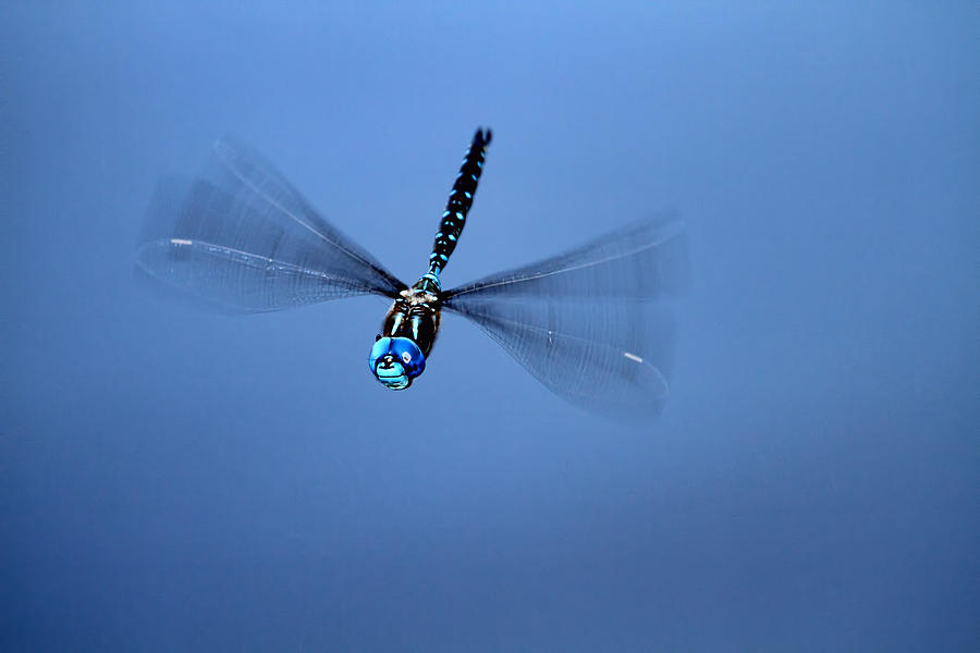 Canada Darner Dragonfly Flying Photograph by Peggy Collins