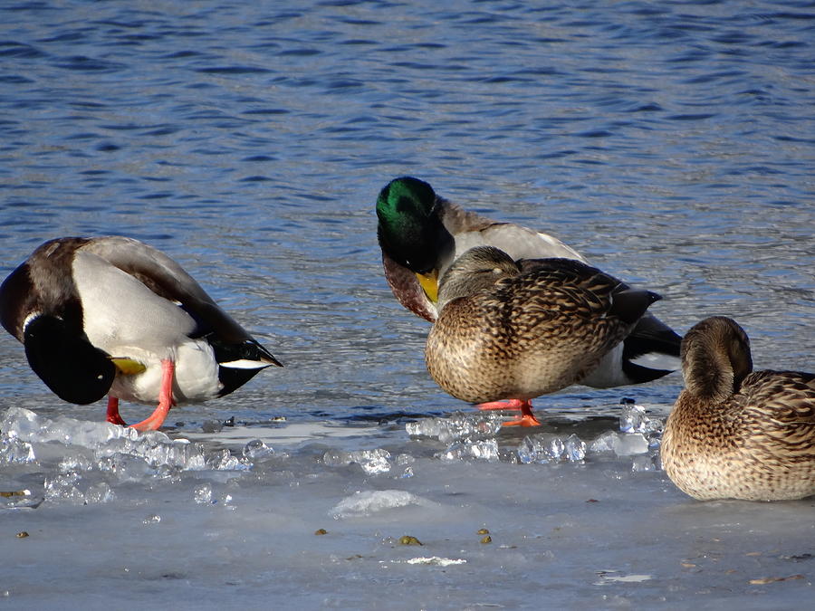 Nature Photograph - Canada Ducks On Ice by Edward Kenney