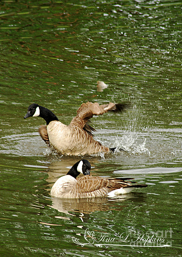 Canada Geese 20120515_208b Photograph by Tina Hopkins