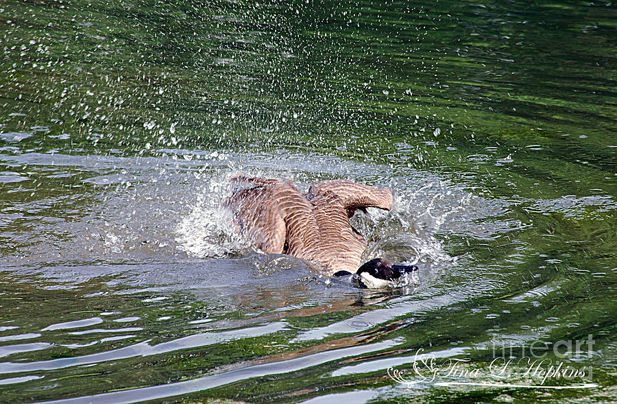 Canada Geese 20120515_280a Photograph by Tina Hopkins