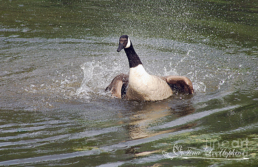 Canada Geese 20120515_281a Photograph by Tina Hopkins