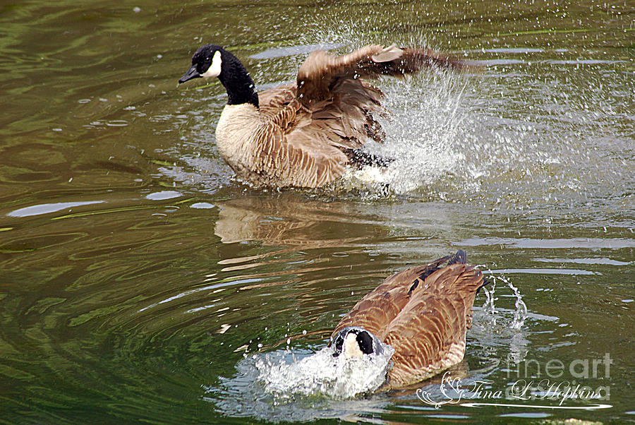 Canada Geese 20120515_283a Photograph by Tina Hopkins