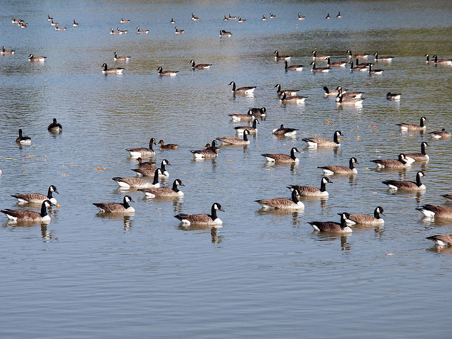 Canada Geese and Ducks Photograph by Corinne Elizabeth Cowherd