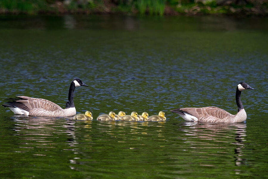 Canada Geese and Family Photograph by Michael Russell