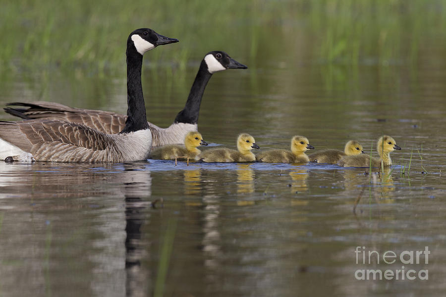 Nature Photograph - Canada Geese And Goslings by Linda Freshwaters Arndt