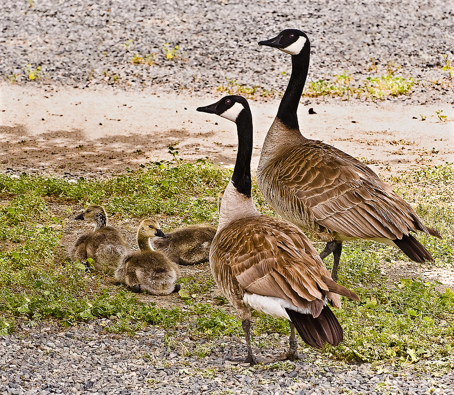 Geese Photograph - Canada Geese and Goslings by Bob and Nadine Johnston