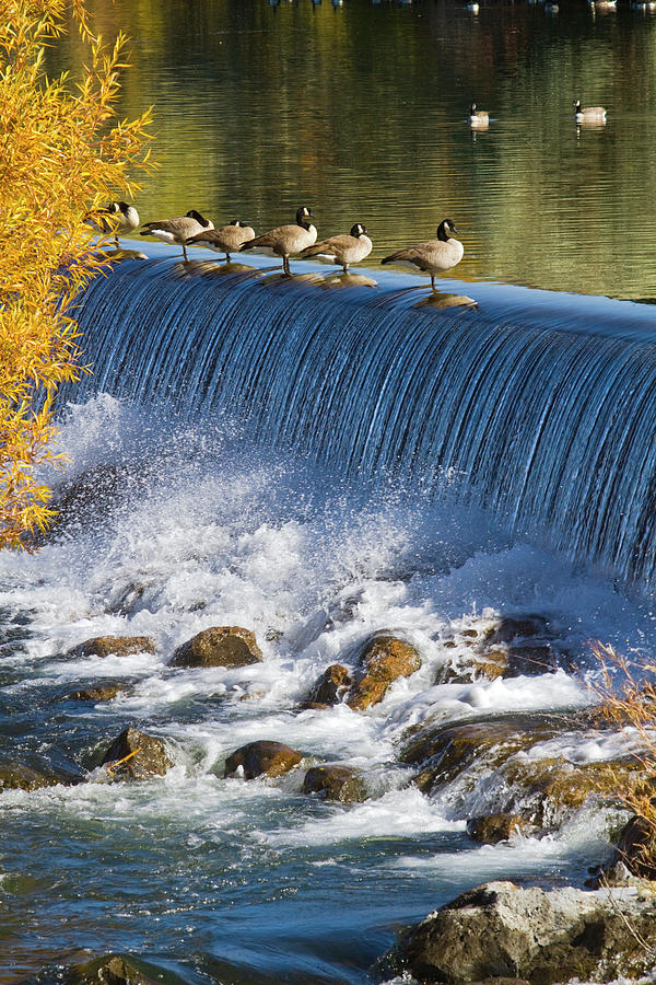 Canada Geese And Hydroelectric Power Photograph by Mark Miller Photos