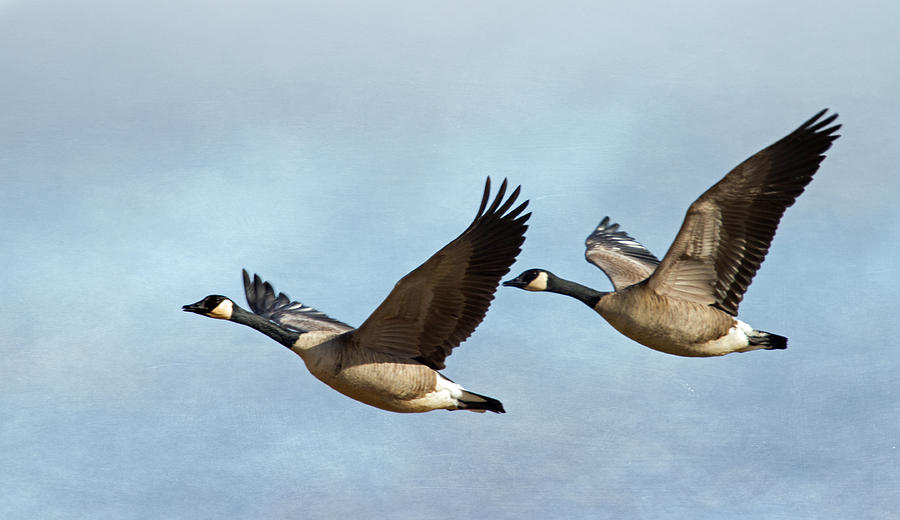 Canada Geese Photograph by Angie Vogel