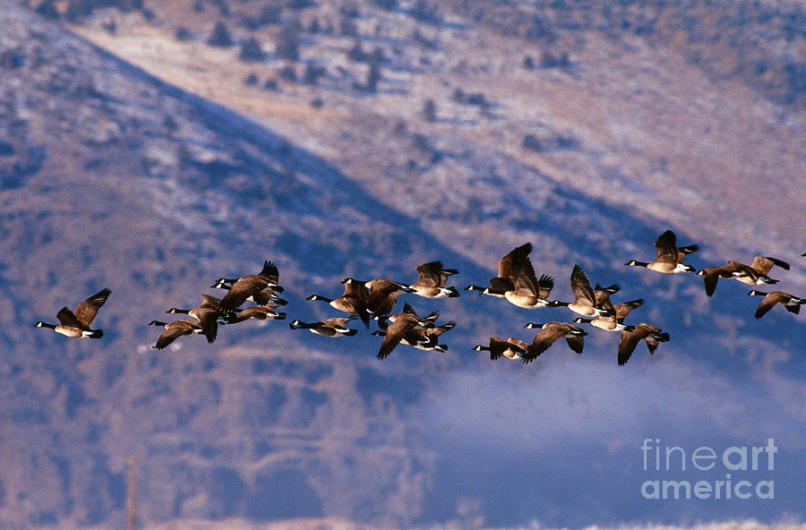 Goose Photograph - Canada Geese by Art Wolfe
